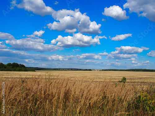 Wheat field  blue sky  clouds  green forest. Copy space for text.