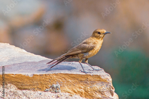 Sun kissed Bird sitting on a rock © Vishal Kanwalia