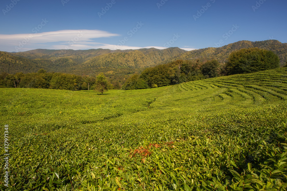 Beatiful landscape of tea plantation. View on agricultural field of Tea with beautiful geometric shapes and mountains, grown in a tropical humid climate. Agrotourism ideas. Macesta, Sochi