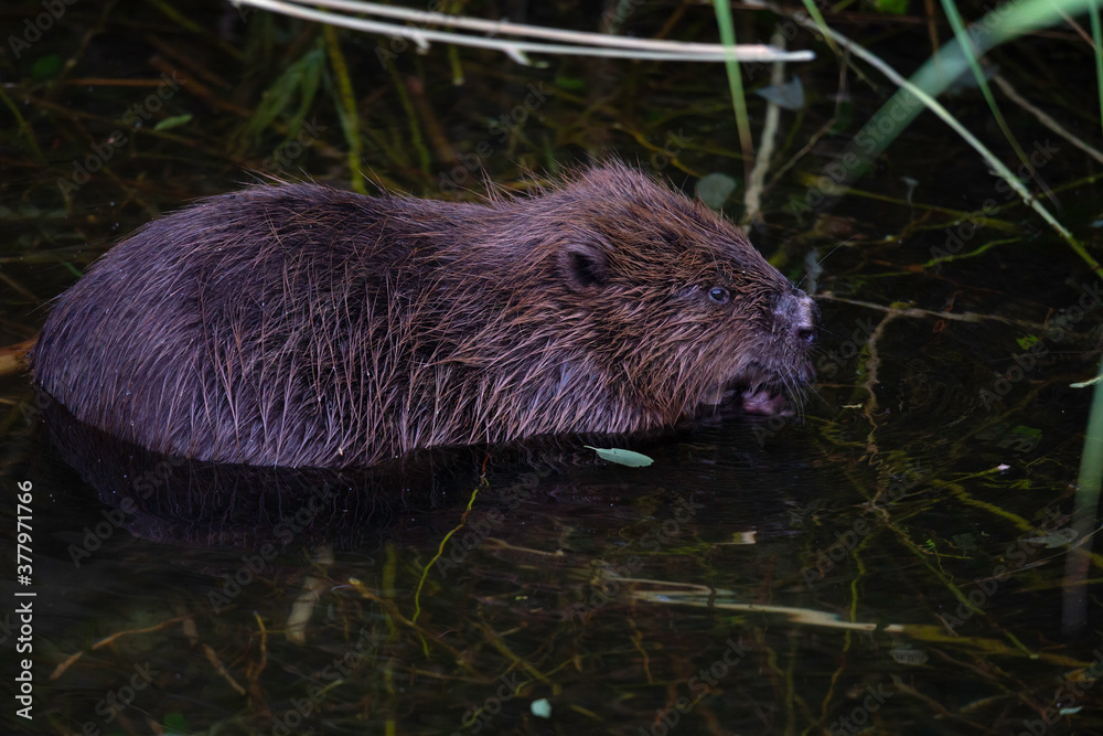 An eurasian beaver eating on a twig in the water on the side of a pond. An eurasian beaver eating on a twig in the water on the side of a pond.