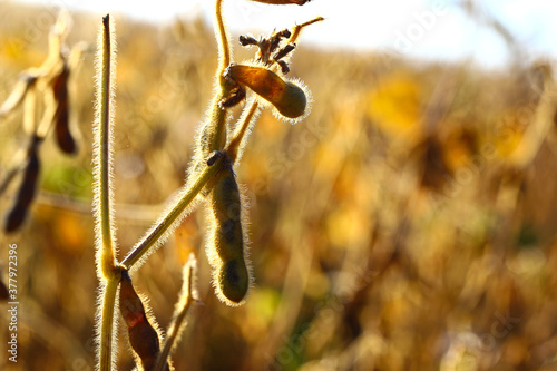 Soybean fields. Ripe yellow soybean pods at sunrise. Blurred background. The concept of a good harvest. Macro © Stepanych