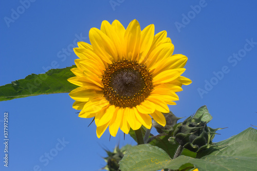 sunflower against blue sky