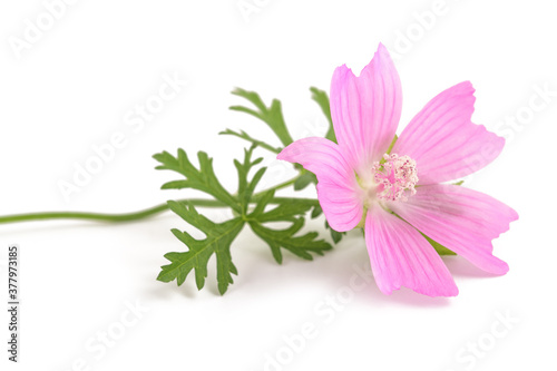 Greater musk mallow photo