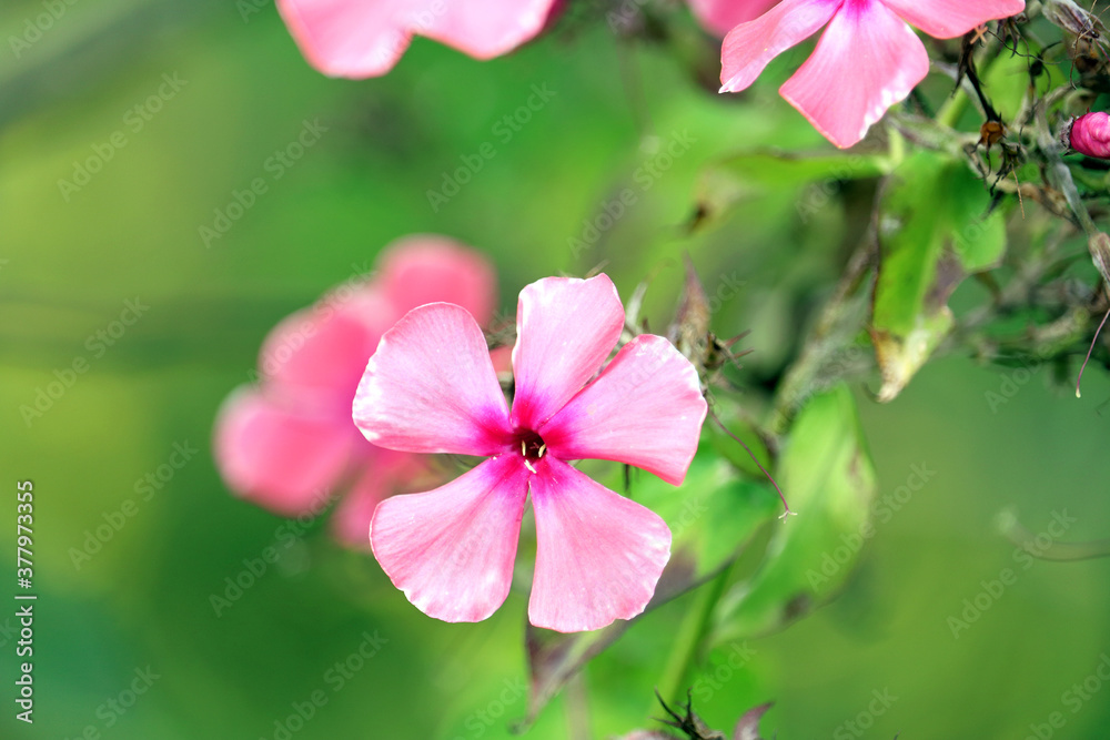 Fototapeta premium beautiful wildflowers close-up