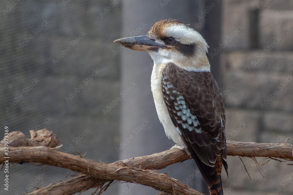 Fototapeta premium kookaburra bird on a perch standing upright in sunny weather.