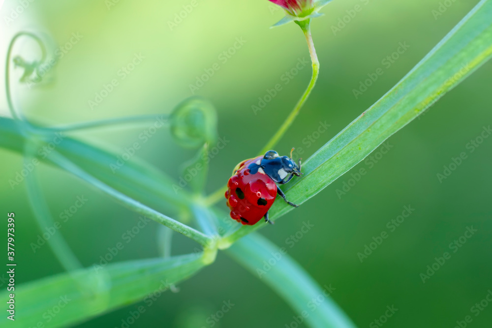 Beautiful Ladybug on dandelion defocused background Beautiful Ladybug on dandelion defocused background