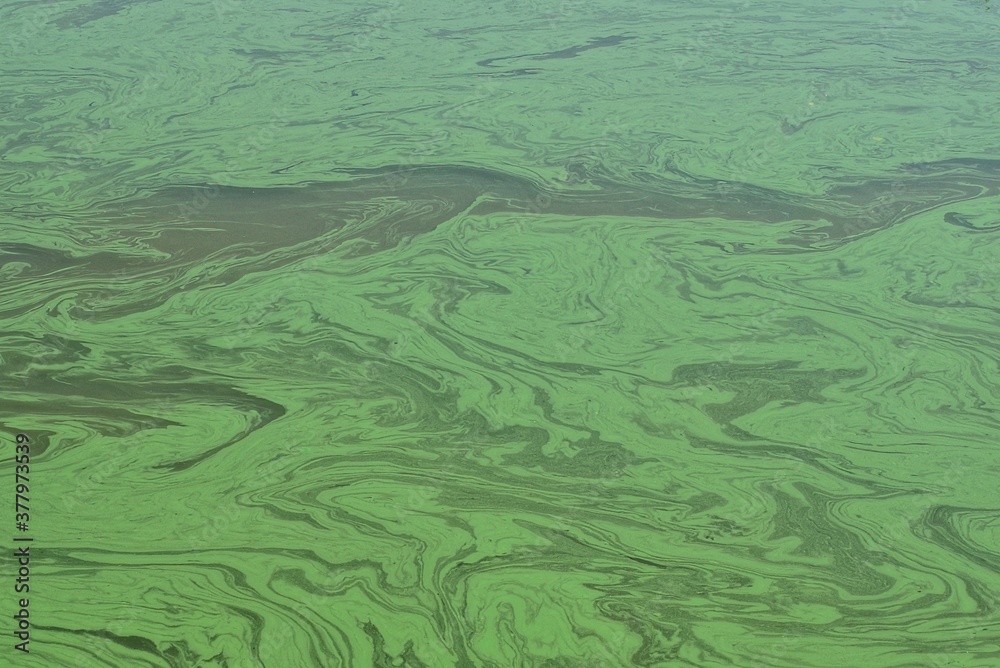 green background from the polluted water of the reservoir green background from the polluted water of the reservoir