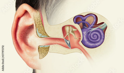 The anatomical structure of the human ear. Image photo