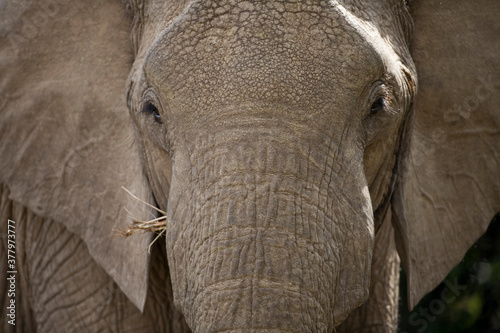 Elephant, Masai Mara Game Reserve, Kenya