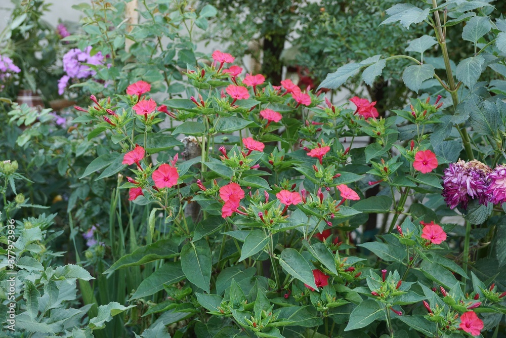 many of red blooming flowers with green vegetation in the summer garden