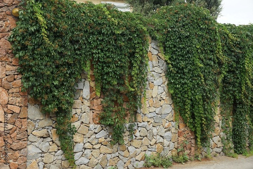 stone gray brown fence wall overgrown with green vegetation on the street