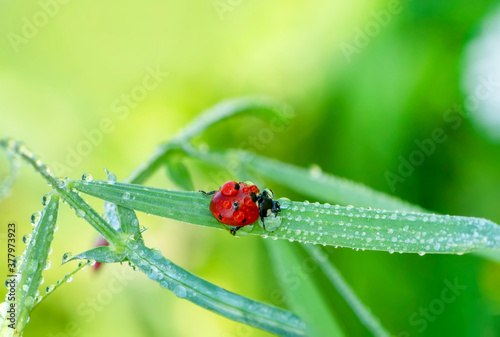 Beautiful Ladybug on dandelion defocused background © blackdiamond67