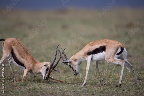 Thomson Gazelle Fight  Masai Mara Game Reserve
