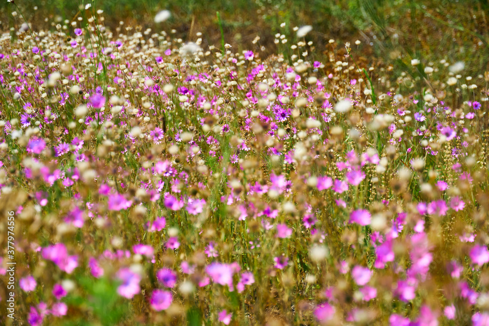 beautiful summer landscape with pink wild flowers beautiful summer landscape with pink wild flowers