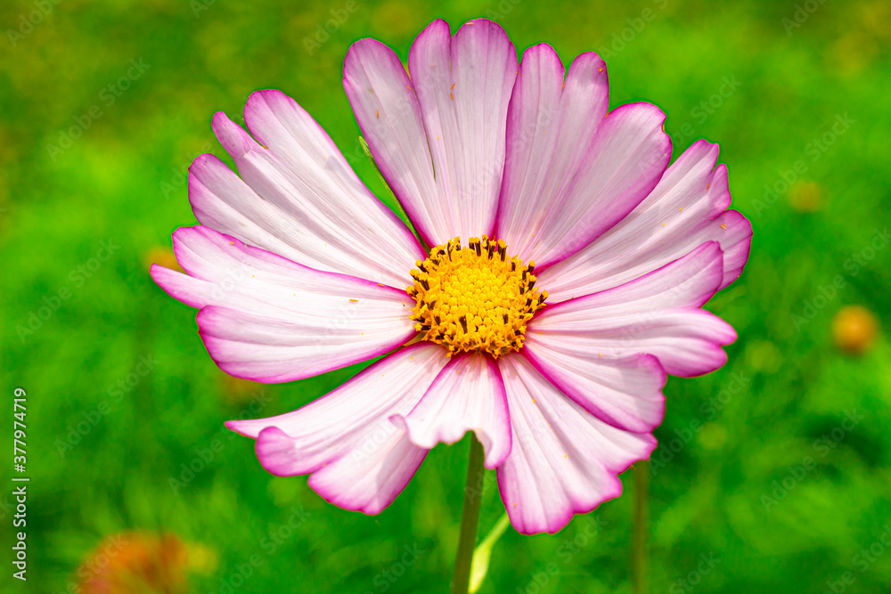Fototapeta premium Cosmos Flower Power