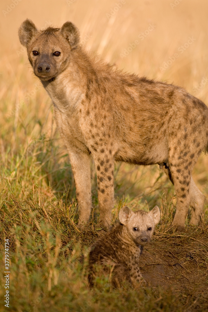 Fototapeta premium Spotted Hyena and Pup, Masai Mara Game Reserve, Kenya