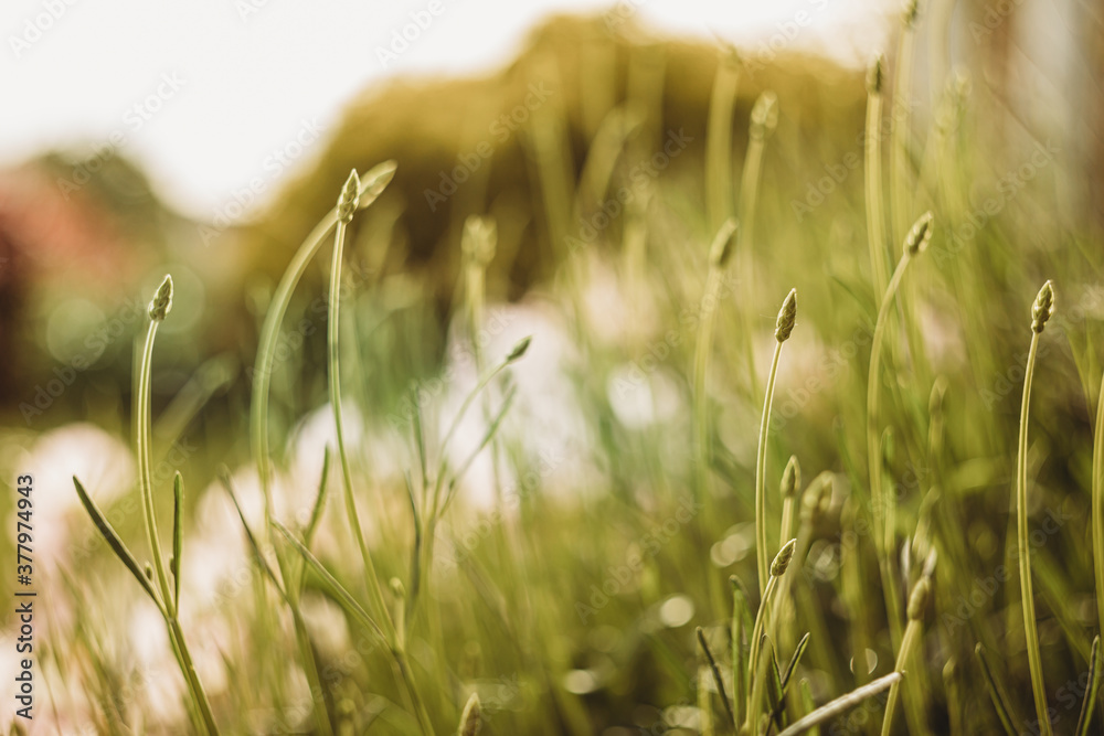 grass in the morning grass in the morning