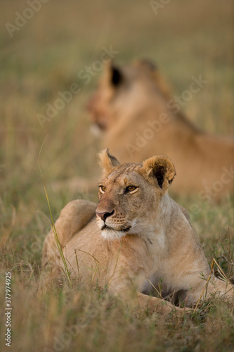 Lion  Masai Mara Game Reserve  Kenya