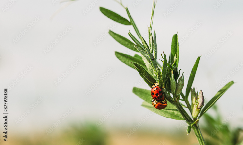 ladybug on grass ladybug on grass