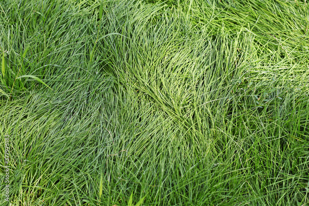 green fresh grass in the meadow top view green fresh grass in the meadow top view