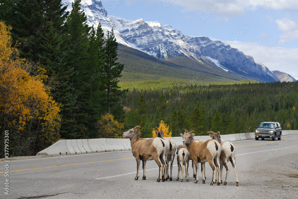 Cautious Bighorn mountain sheep on roadway in Banff National Park