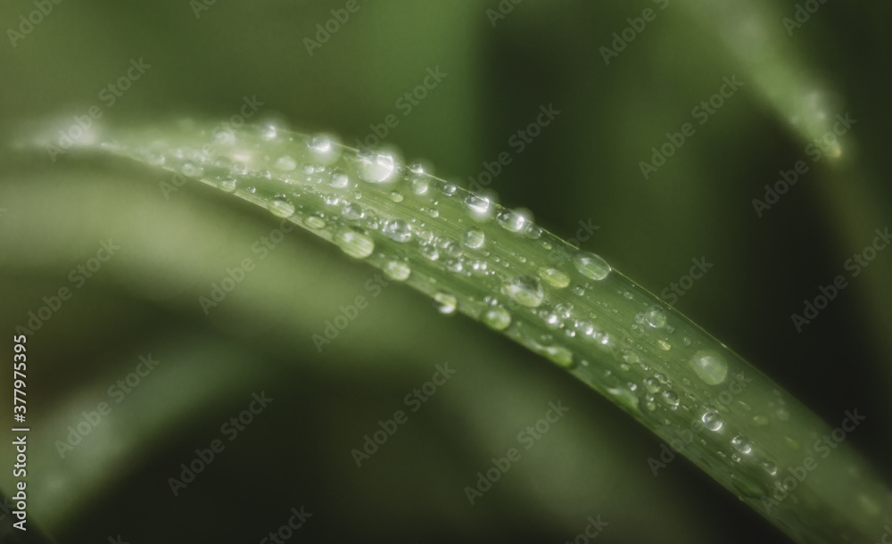 dew on a grass dew on a grass