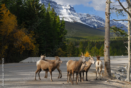 Group Bighorn sheep in Banff National Park at Cascade mountain