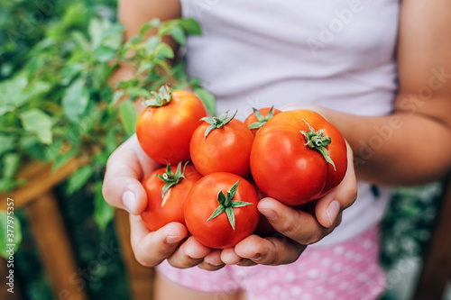 girl holding red ripe tomatoes in her hands. Healthy eating