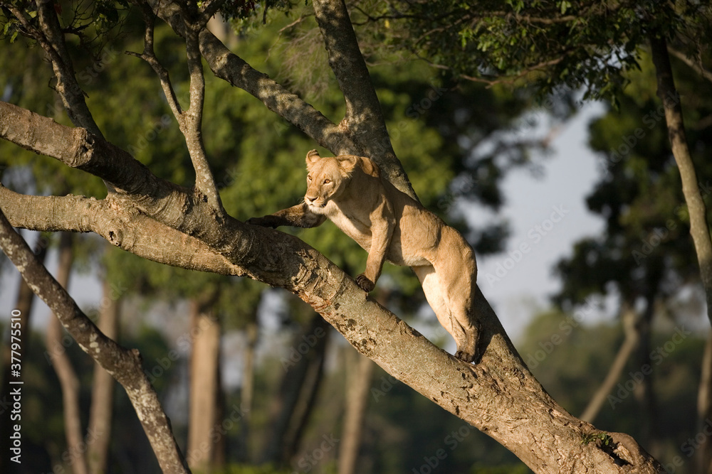 Lioness Climbing Tree, Masai Mara Game Reserve, Kenya