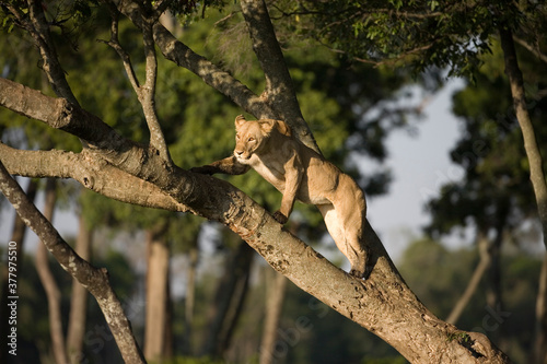 Lioness Climbing Tree, Masai Mara Game Reserve, Kenya © Paul