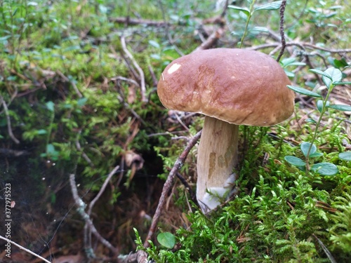 Boletus mushrooms in the forest