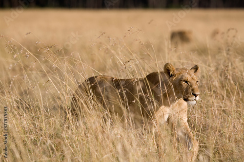 Lioness Walking in Tall Grass, Masai Mara Game Reserve, Kenya