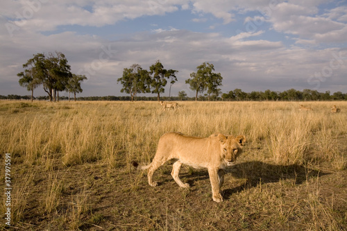 Fototapeta Naklejka Na Ścianę i Meble -  Lion Walking in Tall Grass, Masai Mara Game Reserve, Kenya