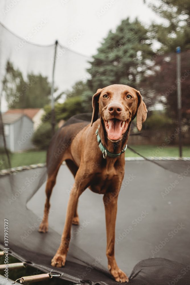 weimaraner on a trampoline