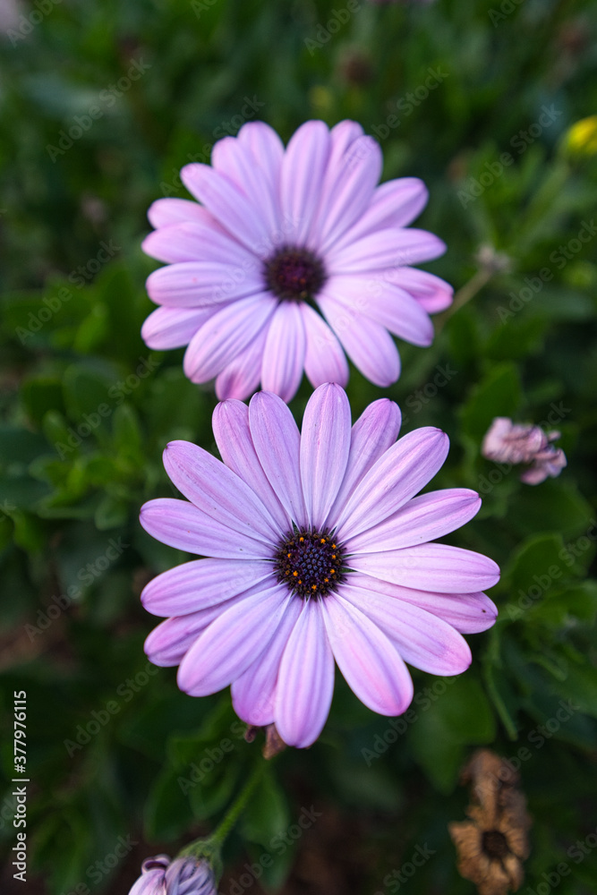 Zwei rosa lila Margeritenblüten, Nahaufnahme