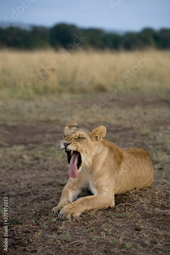 Lion Yawning, Masai Mara Game Reserve, Kenya