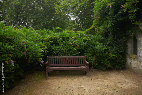 Old wooden bench surrounded by greenery
