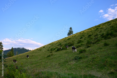  landscape with cows. Beautiful idyllic 