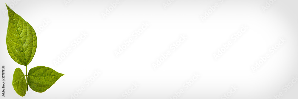 Fototapeta premium Green leaf of adzuki beans plant isolated on white background
