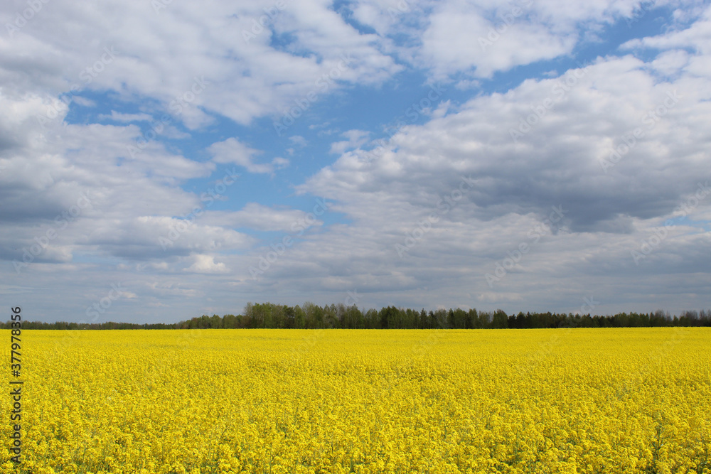 blooming rapeseed field under a bare sky with clouds