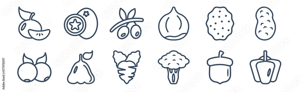 Fototapeta premium 12 pack of icons. thin outline icons such as bell pepper, broccoli, rose apple, lychee, olive, breast milk fruit for web and mobile apps, logo