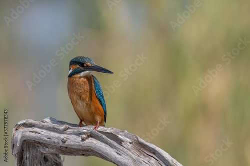 Common Kingfisher ( Alcedo atthis ) sitting on a branch