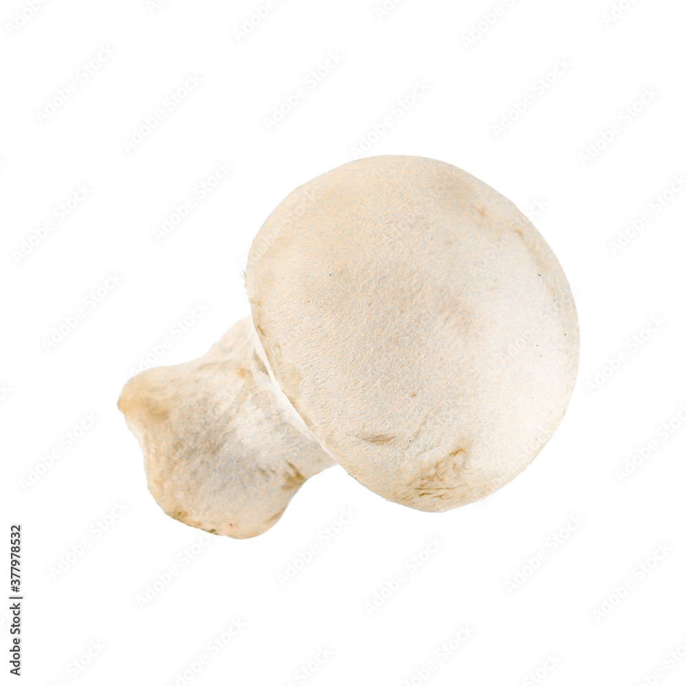White champignon mushroom isolated on white White champignon mushroom isolated on white