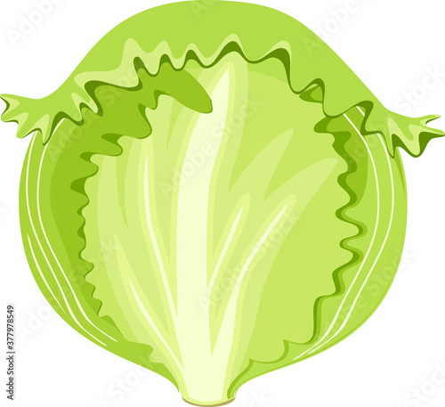 Green iceberg lettuce isolated on white background