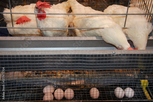 White Leghorn hens in cages laying white eggs