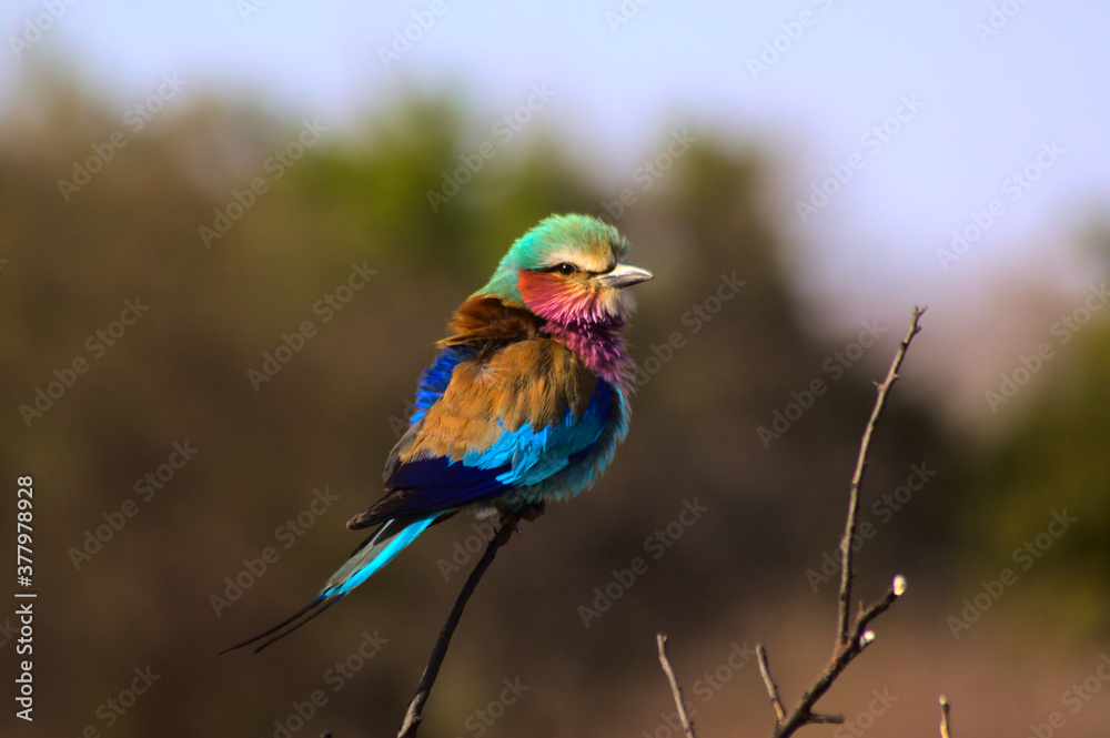 Obraz premium Lilac-breasted Roller