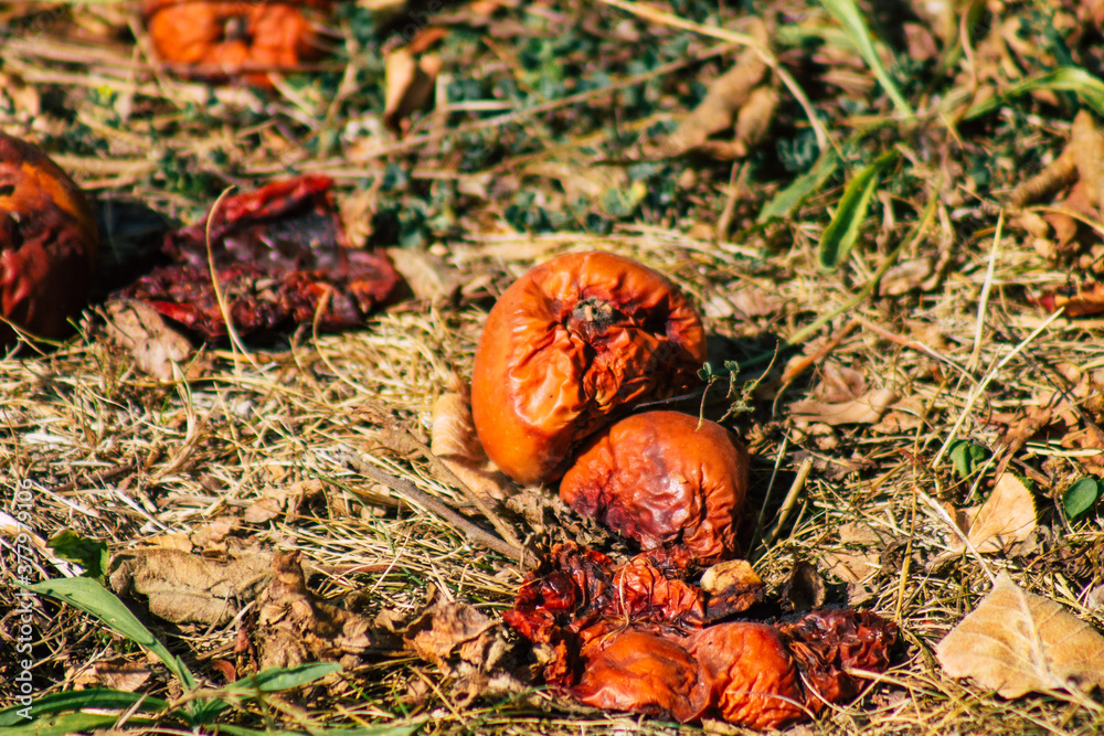 Closeup of rotting apples falling on the ground from the tree in the French countryside in Autumn