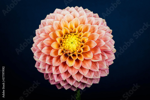 Exotic dahlia flower isolated on black background