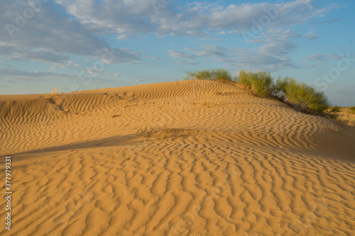 yellow sand on a dune with small vegetation and in the sun