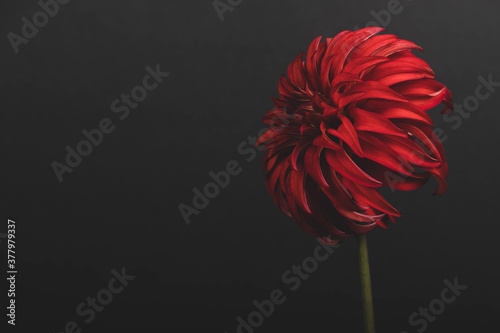 Close up of red dahlia flower
